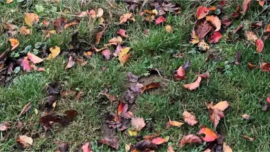 autumn leaves