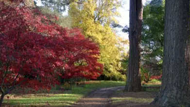autumn scene