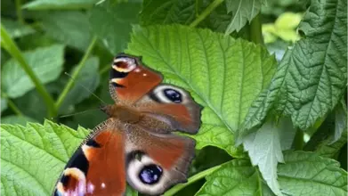 butterfly