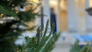 firtree
