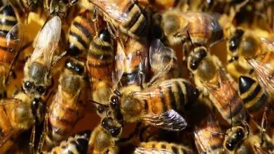 bees