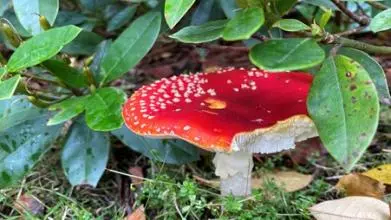mushroom