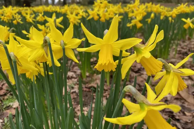 yellow daffodils in a field