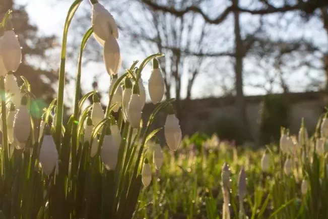 snowdrops